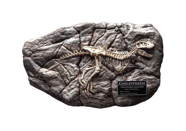 Wonders of the Wild: Concavenator Fossil 31 cm Mini Replica - X-Plus