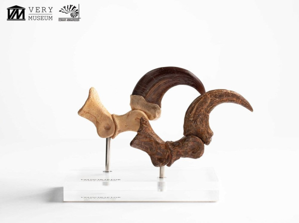 Jurassic Park ECC Elite Creature Line Statue Velociraptor Foot Claw and Fossil Claw Set 20 cm 2