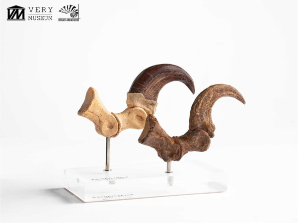 Jurassic Park ECC Elite Creature Line Statue Velociraptor Foot Claw and Fossil Claw Set 20 cm 11