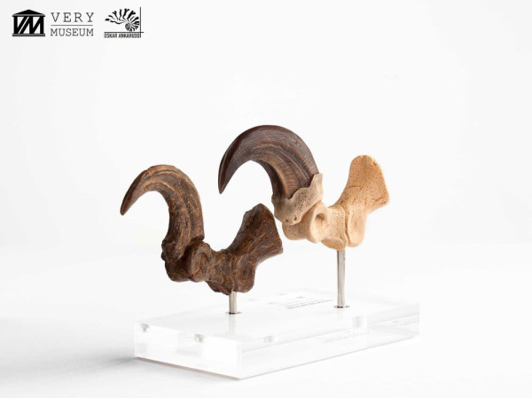 Jurassic Park ECC Elite Creature Line Statue Velociraptor Foot Claw and Fossil Claw Set 20 cm 7