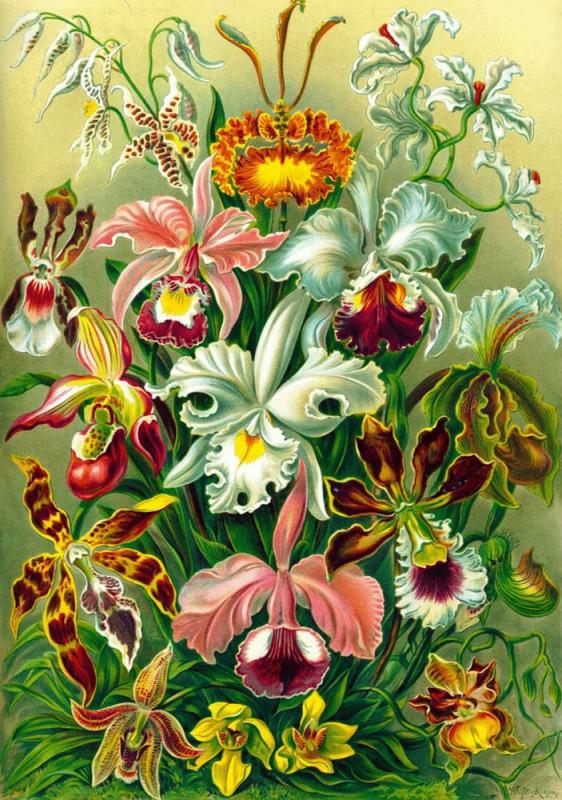 Ernst Haeckel Puzzle Orchid (1000 pieces)